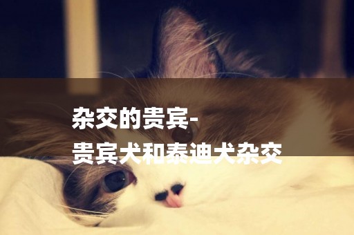 雜交的貴賓-
貴賓犬和泰迪犬雜交