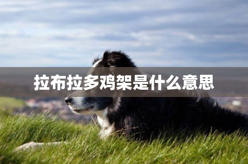 拉布拉多雞架是什么意思
