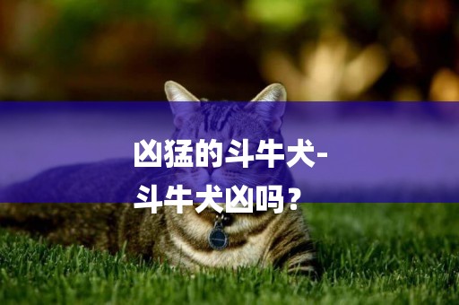 兇猛的斗牛犬-
斗牛犬兇嗎？