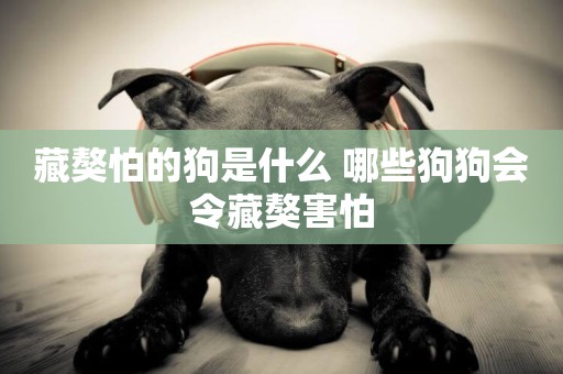 藏獒怕的狗是什么 哪些狗狗會令藏獒害怕 藏獒怕的狗是什么 哪些狗狗會令藏獒害怕