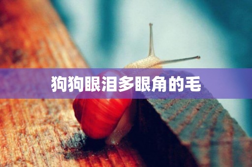 狗狗眼淚多眼角的毛