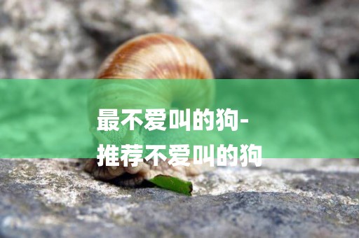 最不愛叫的狗-
推薦不愛叫的狗