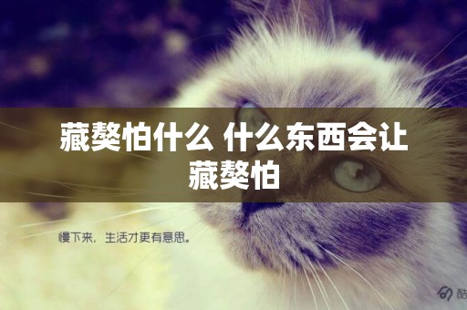藏獒怕什么 什么東西會讓藏獒怕