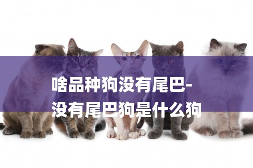 啥品種狗沒有尾巴-
沒有尾巴狗是什么狗