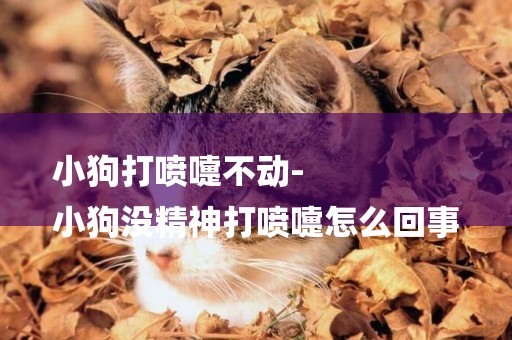 小狗打噴嚏不動-
小狗沒精神打噴嚏怎么回事