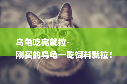 烏龜吃完就拉-
剛買的烏龜一吃飼料就拉！