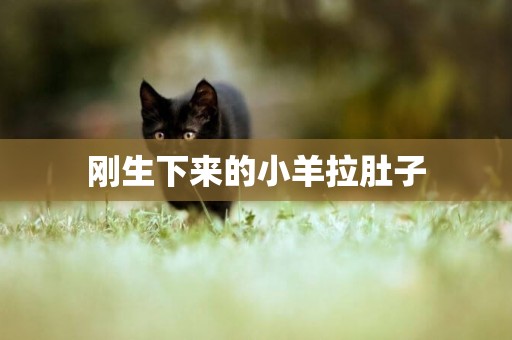 剛生下來的小羊拉肚子