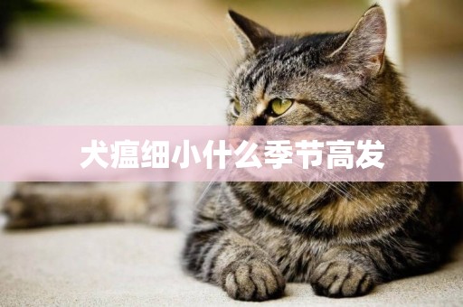 犬瘟細小什么季節高發