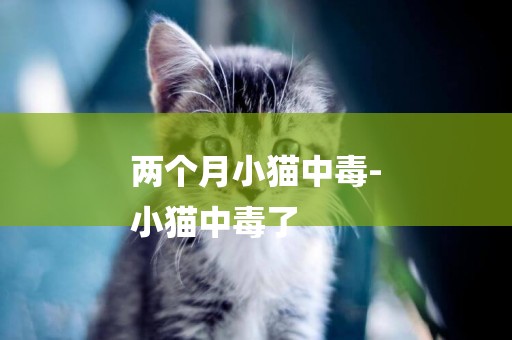 兩個月小貓中毒-
小貓中毒了