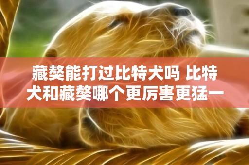 藏獒能打過比特犬嗎 比特犬和藏獒哪個更厲害更猛一些