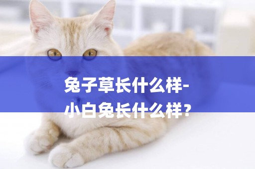 兔子草長什么樣-
小白兔長什么樣？