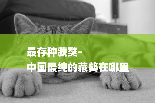 最存種藏獒-
中國最純的藏獒在哪里