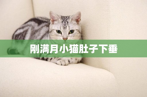 剛滿月小貓肚子下垂