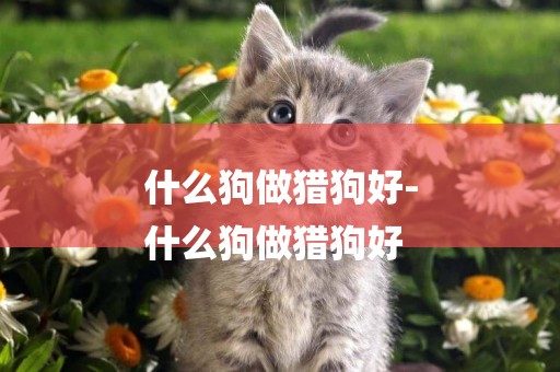 什么狗做獵狗好-
什么狗做獵狗好