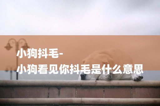 小狗抖毛-
小狗看見你抖毛是什么意思