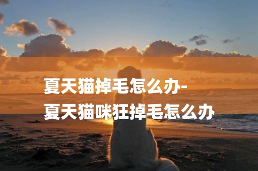 夏天貓掉毛怎么辦-
夏天貓咪狂掉毛怎么辦