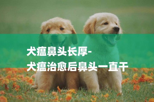 犬瘟鼻頭長厚-
犬瘟治愈后鼻頭一直干