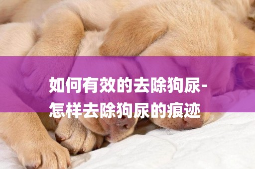 如何有效的去除狗尿-
怎樣去除狗尿的痕跡