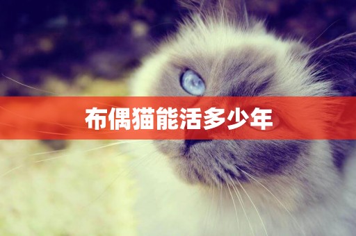 布偶貓能活多少年
