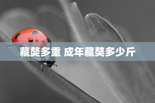 藏獒多重 成年藏獒多少斤