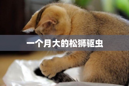 一個月大的松獅驅蟲