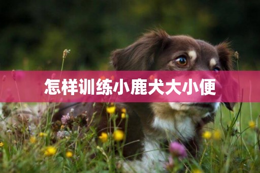 怎樣訓練小鹿犬大小便