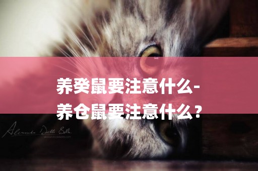 養癸鼠要注意什么-
養倉鼠要注意什么？