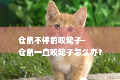 倉鼠不停的咬籠子-
倉鼠一直咬籠子怎么辦？
