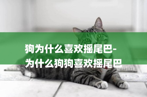 狗為什么喜歡搖尾巴-
為什么狗狗喜歡搖尾巴