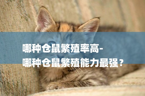 哪種倉鼠繁殖率高-
哪種倉鼠繁殖能力最強？