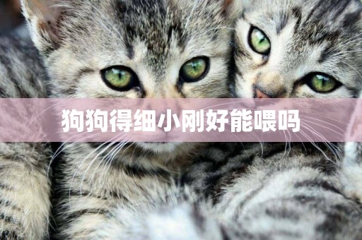 狗狗得細小剛好能喂嗎
