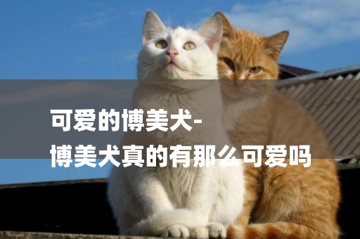 可愛的博美犬-
博美犬真的有那么可愛嗎