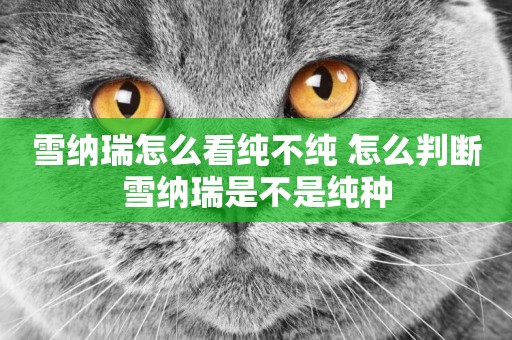 雪納瑞怎么看純不純 怎么判斷雪納瑞是不是純種
