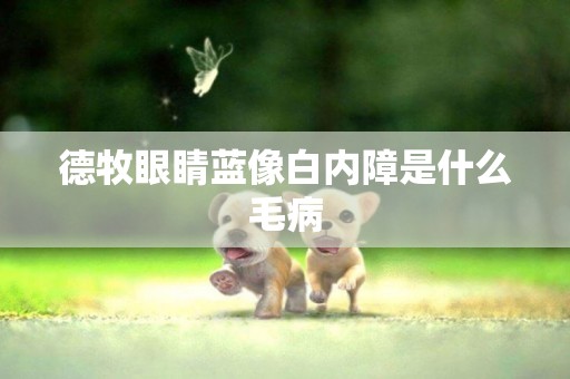 德牧眼睛藍像白內障是什么毛病