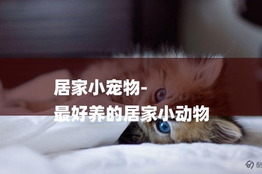 居家小寵物-
最好養的居家小動物