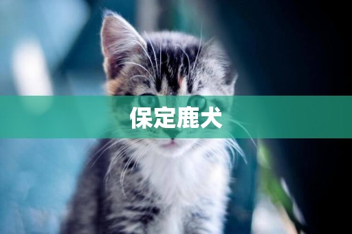 保定鹿犬