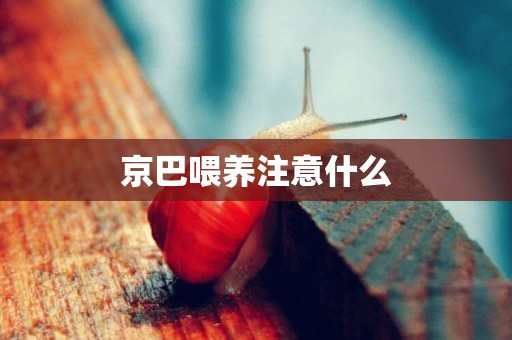 京巴喂養注意什么