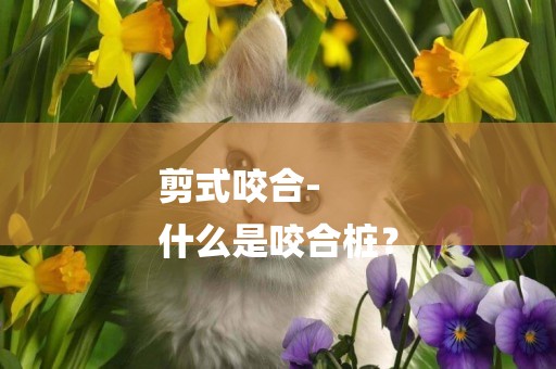 剪式咬合-
什么是咬合樁？