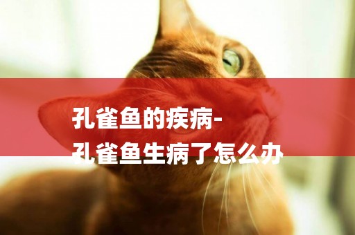 孔雀魚的疾病-
孔雀魚生病了怎么辦