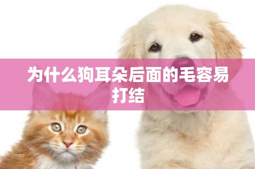 為什么狗耳朵后面的毛容易打結