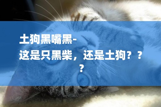 土狗黑嘴黑-
這是只黑柴，還是土狗？？？