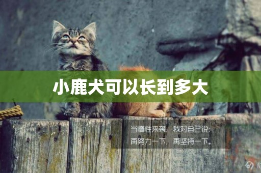 小鹿犬可以長到多大