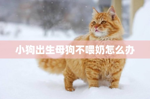 小狗出生母狗不喂奶怎么辦