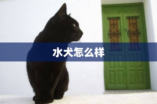 水犬怎么樣