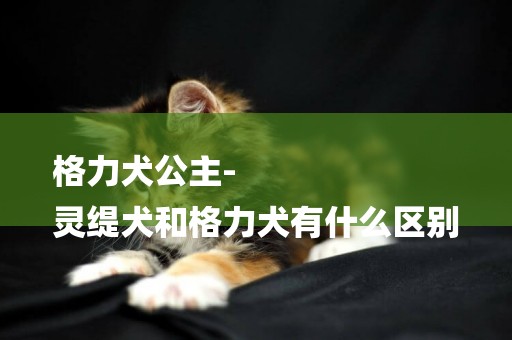 格力犬公主-
靈緹犬和格力犬有什么區別
