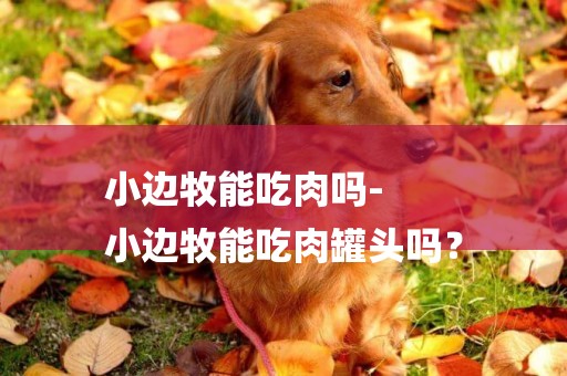 小邊牧能吃肉嗎-
小邊牧能吃肉罐頭嗎？