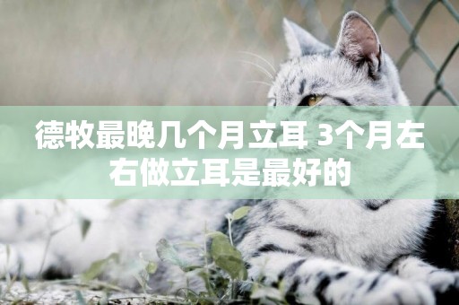 德牧最晚幾個月立耳 3個月左右做立耳是最好的