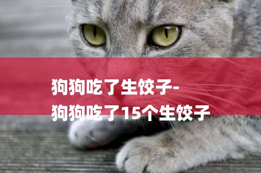 狗狗吃了生餃子-
狗狗吃了15個生餃子