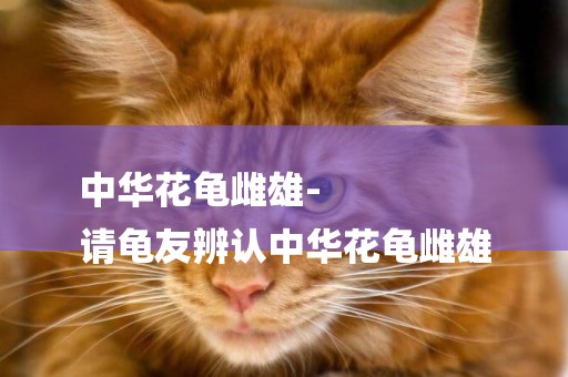 中華花龜雌雄-
請龜友辨認中華花龜雌雄