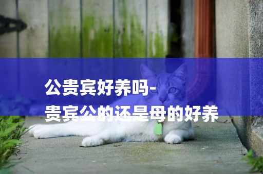 公貴賓好養嗎-
貴賓公的還是母的好養